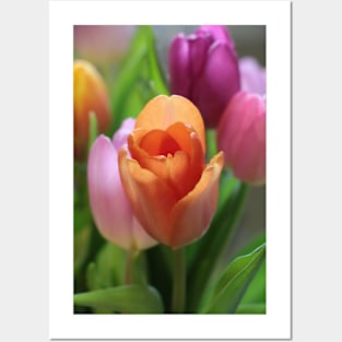 Tulips in colours Posters and Art